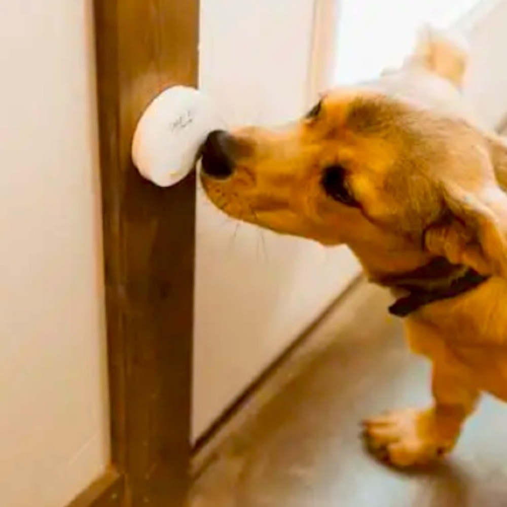 🐕 •🚪•🛎🐶 Smart Bell 🐶🛎 •🚪•🐕Potty 🚽 Training